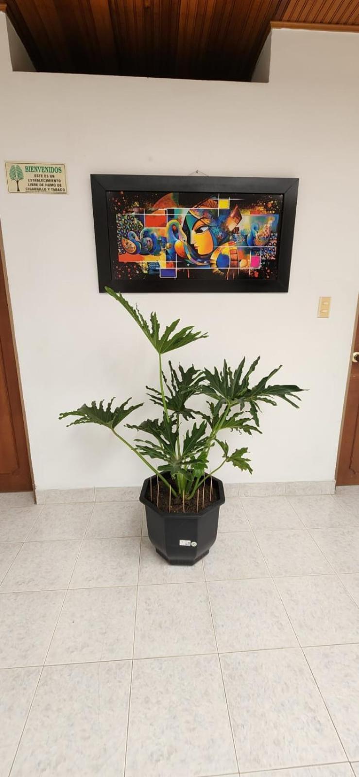 Luna Verde Hotel Neiva  Luaran gambar